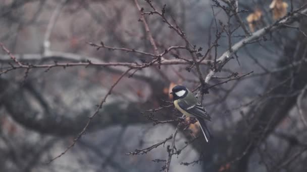 Small Bird tit on the tree branch at city park — Stockvideo