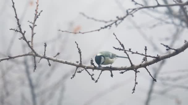 Small Bird tit on the tree branch at city park — стоковое видео