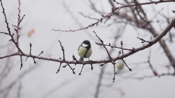 Small Bird tit on the tree branch at city park — стоковое видео