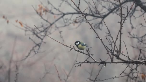 Small Bird tit on the tree branch at city park — Video