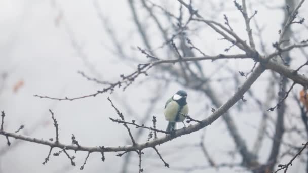 Small Bird tit on the tree branch at city park — Αρχείο Βίντεο