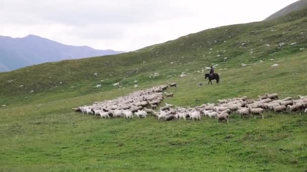 Kazakistan 'da çayır otlağında bir koyun sürüsü — Stok video