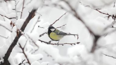 Small Bird tit on the tree branch at city park