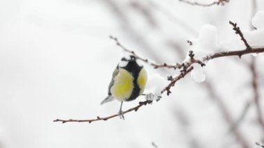 Small Bird tit on the tree branch at city park