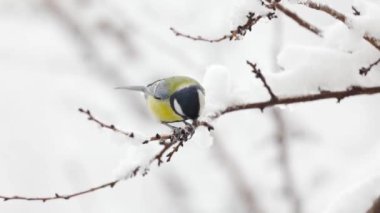 Small Bird tit on the tree branch at city park