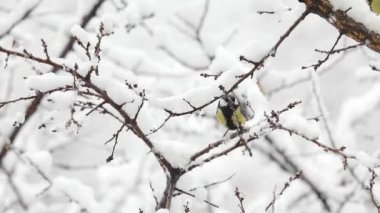 Small Bird tit on the tree branch at city park