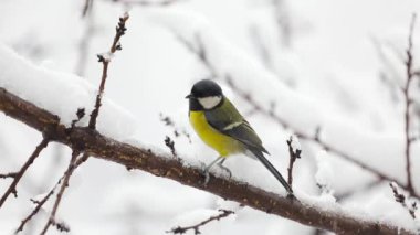 Small Bird tit on the tree branch at city park
