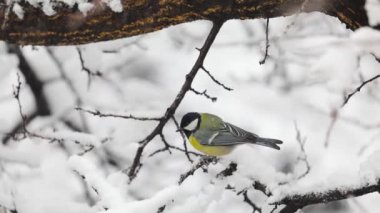 Small Bird tit on the tree branch at city park