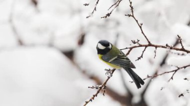Small Bird tit on the tree branch at city park