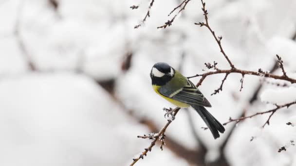 Small Bird tit on the tree branch at city park — Vídeos de Stock