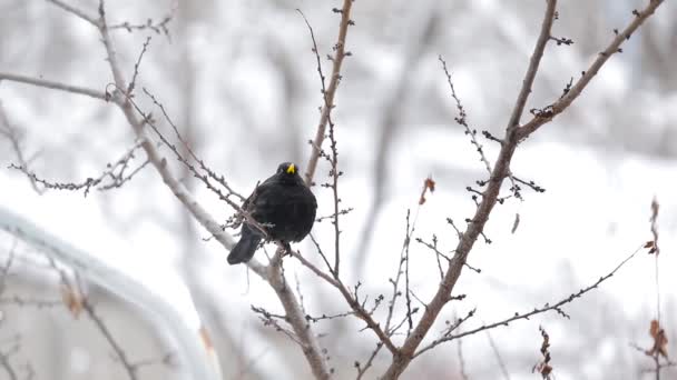 Zwarte Vogel op de boomtak bij Stadspark — Stockvideo