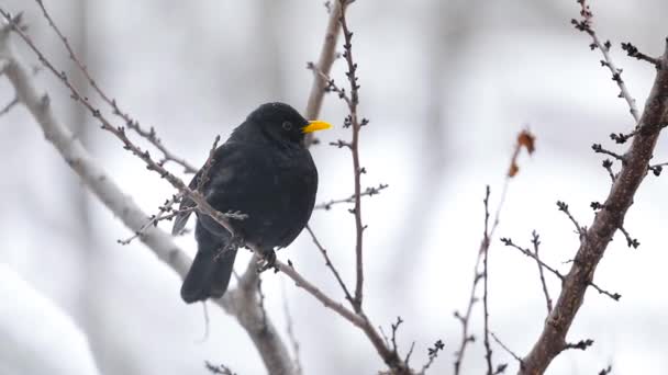Pájaro negro en la rama del árbol en el parque de la ciudad — Vídeos de Stock