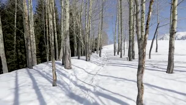 Bosque de nieve en invierno — Vídeos de Stock