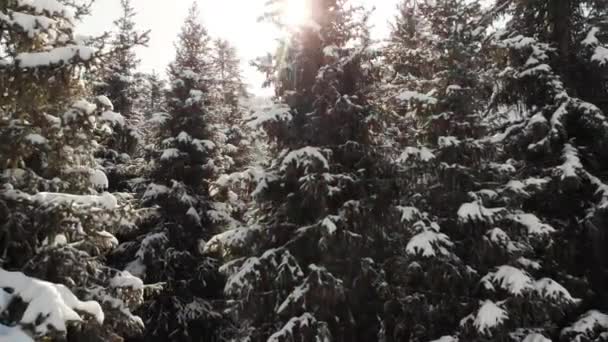 아름다운 겨울 산의 공중 풍경 — 비디오
