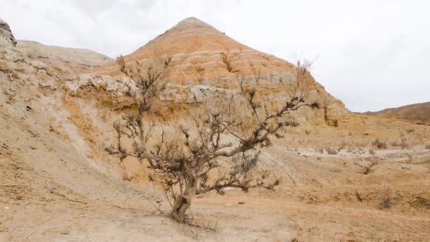 Drone tiro de árvore em montanhas do deserto Aktau no Cazaquistão — Vídeo de Stock