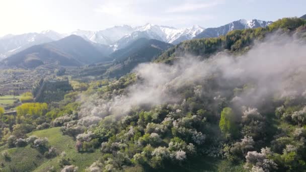 Aerial view of blooming apple garden in the mountains in Kazakhstan — 비디오