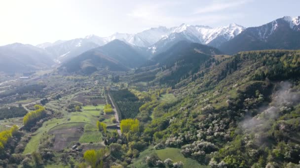 Αεροφωτογραφία του ανθισμένου κήπου μήλων στα βουνά στο Καζακστάν — Αρχείο Βίντεο