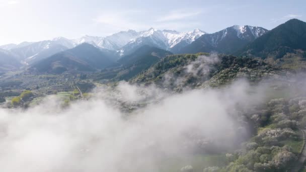 Luchtfoto van de bloeiende appeltuin in de bergen in Kazachstan — Stockvideo