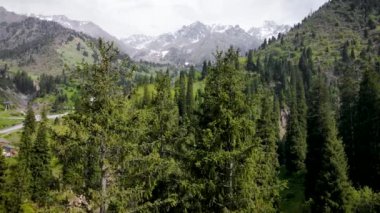 Almaty Dağı 'ndaki Hava Ormanı ladini.
