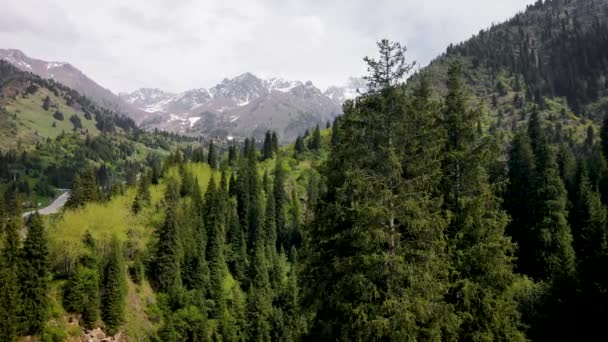 Εναέρια δασική ερυθρελάτη στο βουνό Almaty — Αρχείο Βίντεο