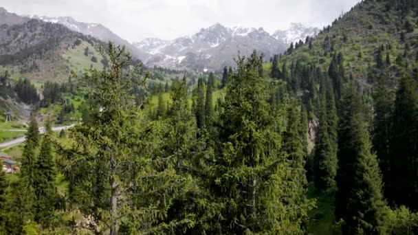 Świerk lasu lotniczego w górach Almaty — Wideo stockowe