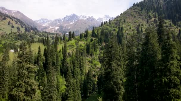 Smrk lesní v pohoří Almaty — Stock video