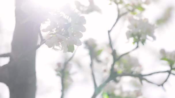 Λευκό λουλούδι άνθος του κήπου μήλο στην άνοιξη βουνό — Αρχείο Βίντεο