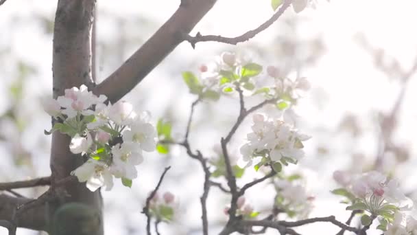 White flower blossom of apple garden in spring mountain — Stock Video