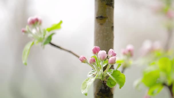 Rosafarbene Blüte des Apfelgartens im Frühlingsberg — Stockvideo