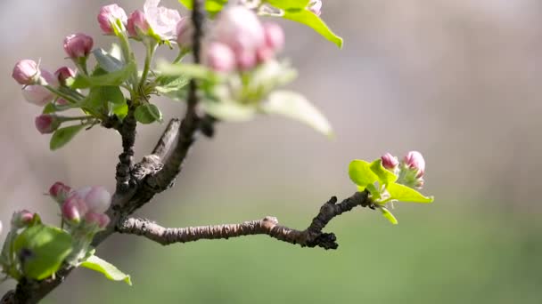 Flor rosa flor de jardim de maçã na montanha de primavera — Vídeo de Stock