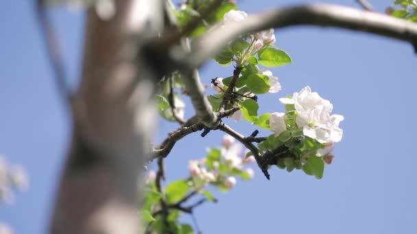 Weiße Blüte des Apfelgartens im Frühlingsberg — Stockvideo