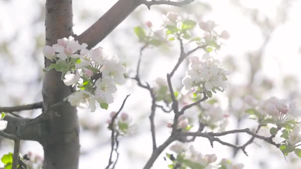 Bahar dağında elma bahçesinin beyaz çiçeği — Stok video