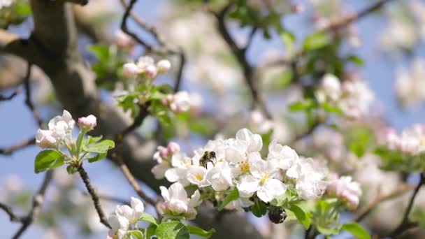 Bumblebee vid vit blomma blomma av äpple trädgård på våren berg — Stockvideo