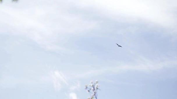Águia voar perto flor flor maçã jardim — Vídeo de Stock