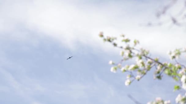 독수리가 꽃피는 사과 밭 근처를 나는 모습 — 비디오