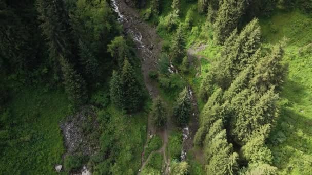 Aereo Drone Colpo Abete Rosso Foresta Alpina Valle Montagna Vicino — Video Stock