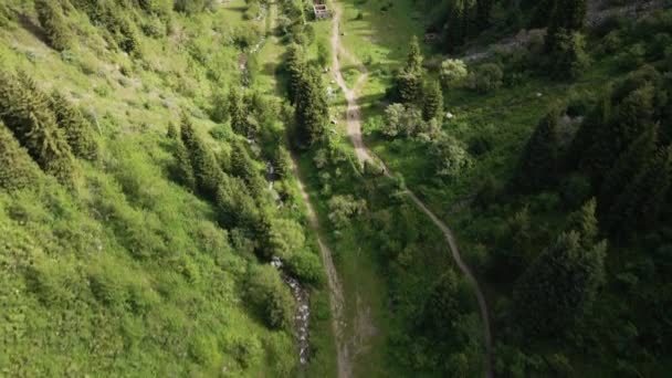 Aereo Drone Colpo Abete Rosso Foresta Alpina Valle Montagna Vicino — Video Stock