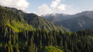 Almaty Kazakistan 'da nehir kıyısındaki dağ vadisinde alp ağaçlarının hava insansız hava aracı görüntüsü.