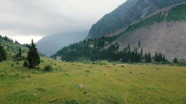 Aerial drone landscape shot of green medow near spruce tree forest alpine at mountain valley in Almaty Kazakhstan