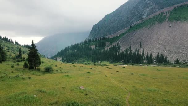 Aerial Drone Landscape Shot Green Medow Spruce Tree Forest Alpine — Vídeo de Stock