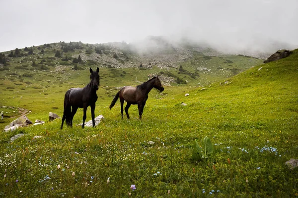 カザフスタン 中央アジアの天山山脈の緑の丘で2つの黒い馬 雨や霧で野生動物の屋外 — ストック写真