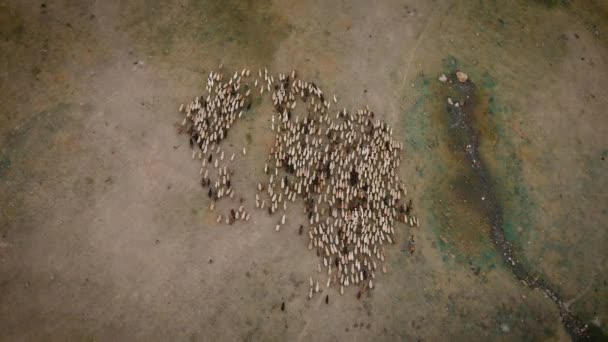 カザフスタンの山の谷の家で羊や羊飼いと牧草地の牧草地の無人機からの空中写真を見る — ストック動画