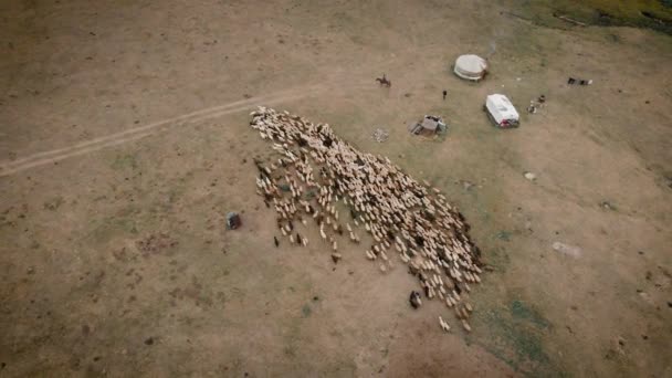 Widok Góry Zdjęcie Lotnicze Drona Łąki Pastwisko Owcami Pasterzem Godzinę — Wideo stockowe