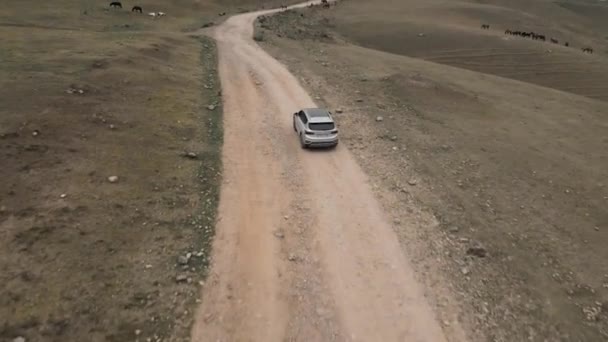 Flyg Över Road Bil Kör Längs Grusväg Bergen Centralasien Hjordar — Stockvideo