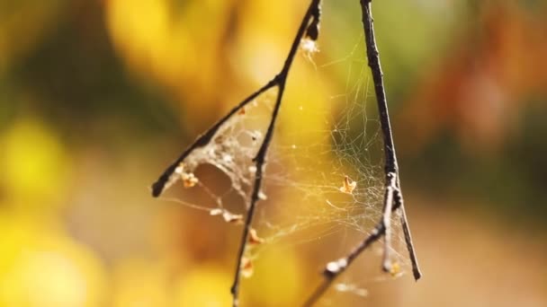 Spinnennetz Wind Auf Trockenem Gras Herbstpark — Stockvideo