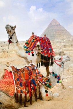 Bedevi deve aittir pyramids, cairo, Mısır