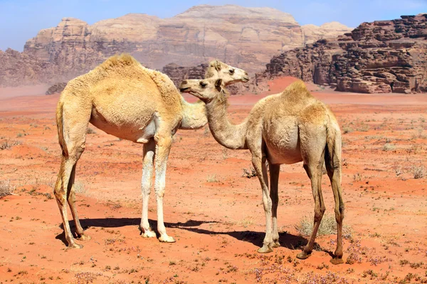Familia de camellos salvajes — Foto de Stock