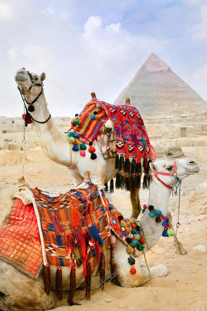 Bedouin camel rests near the Pyramids, Cairo, Egypt