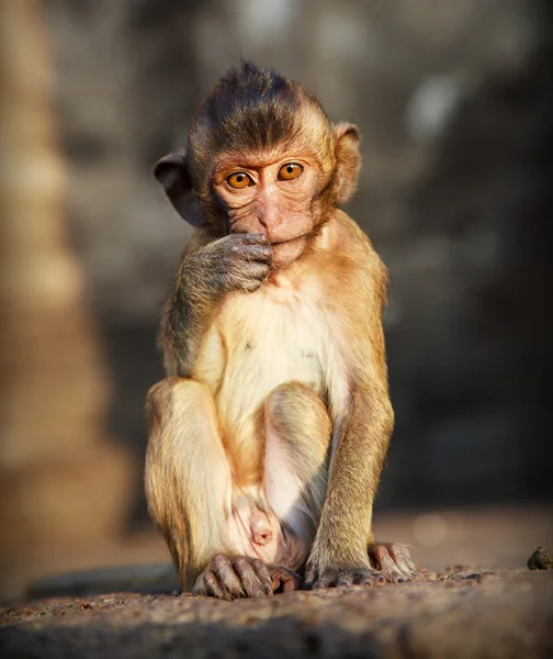 태국에서 고 대 사원 근처 명상에서 젊은 붉은 털 짧은 꼬리 원숭이의 초상화 로열티 프리 스톡 사진