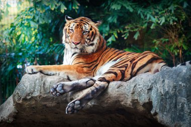 royal bengal tiger portresi